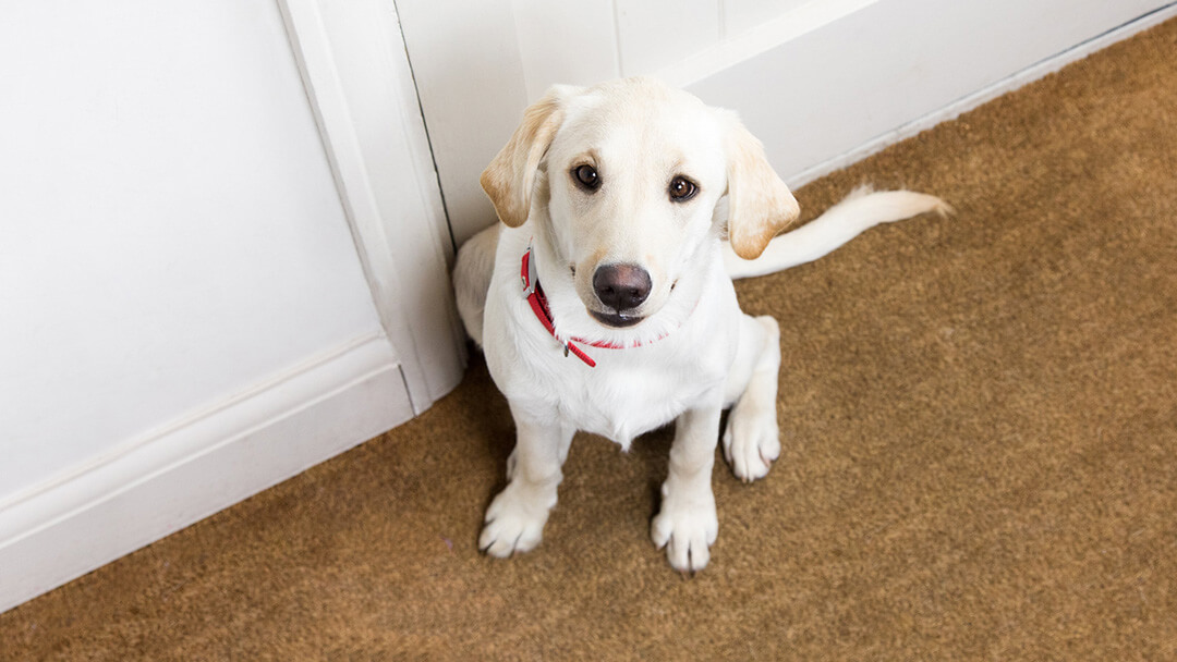 How to Deal with Separation Anxiety in Dogs Purina